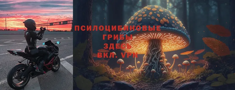 Галлюциногенные грибы Psilocybine cubensis  Горячий Ключ 